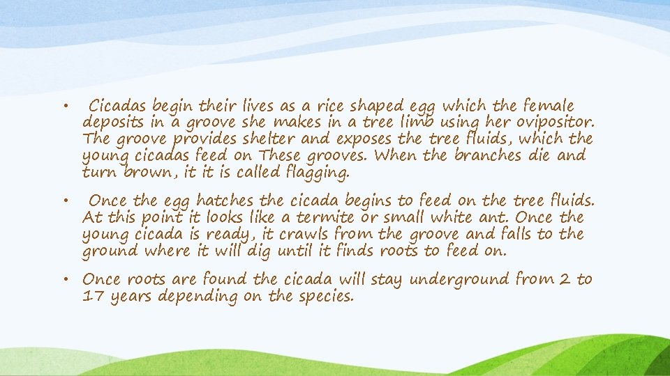  • Cicadas begin their lives as a rice shaped egg which the female