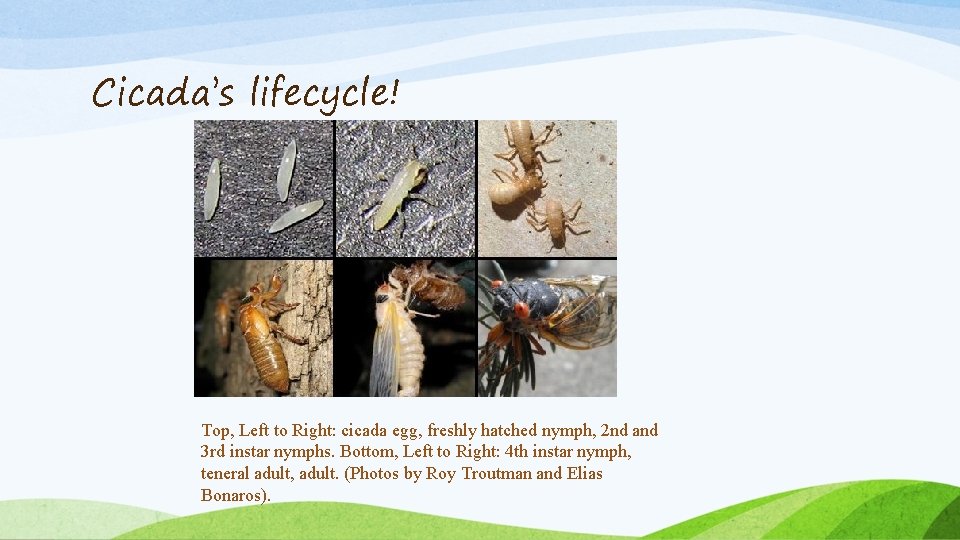 Cicada’s lifecycle! Top, Left to Right: cicada egg, freshly hatched nymph, 2 nd and