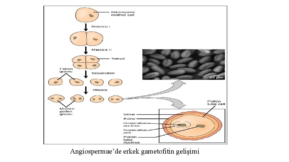 Angiospermae’de erkek gametofitin gelişimi 