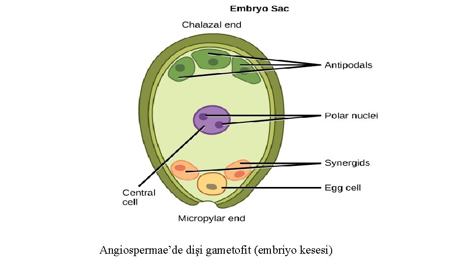 Angiospermae’de dişi gametofit (embriyo kesesi) 