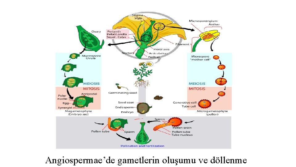 Angiospermae’de gametlerin oluşumu ve döllenme 