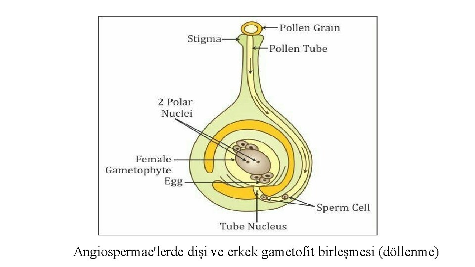 Angiospermae'lerde dişi ve erkek gametofit birleşmesi (döllenme) 