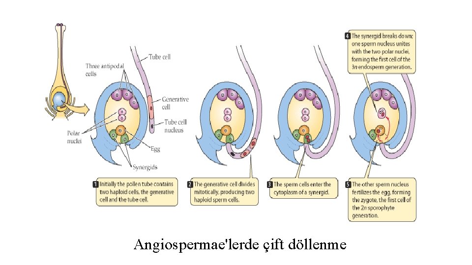 Angiospermae'lerde çift döllenme 