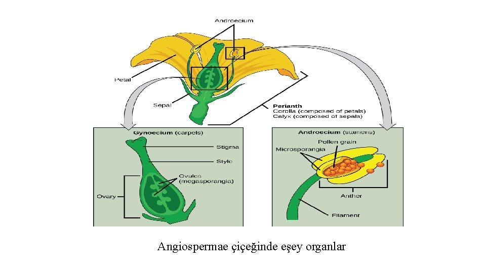 Angiospermae çiçeğinde eşey organlar 