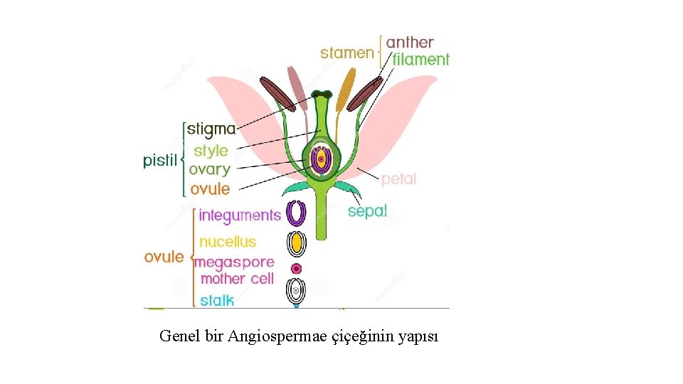 Genel bir Angiospermae çiçeğinin yapısı 