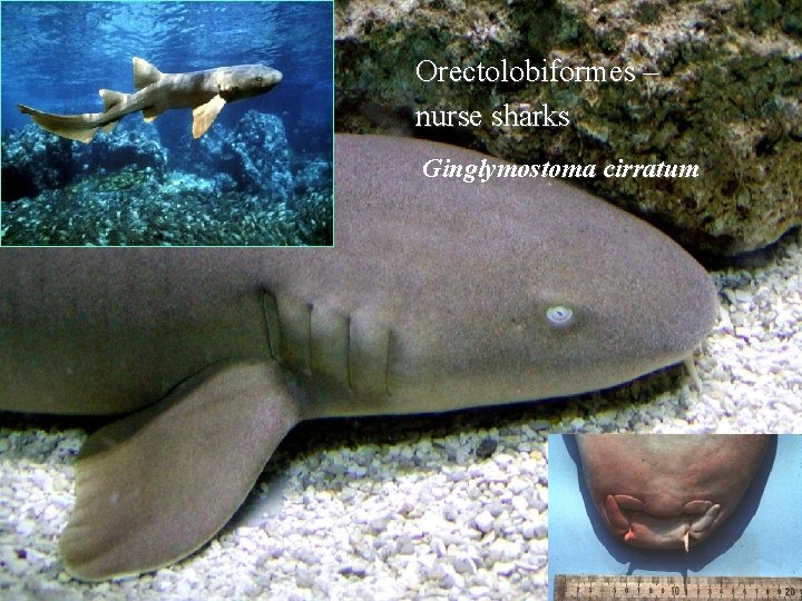 Orectolobiformes – nurse sharks Ginglymostoma cirratum 