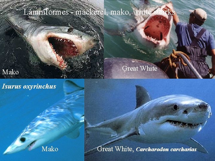 Lamniformes - mackerel, mako, white sharks Great White Mako Isurus oxyrinchus Mako Great White,