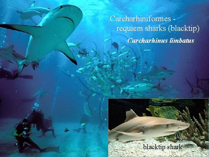 Carcharhiniformes requiem sharks (blacktip) Carcharhinus limbatus blacktip shark 