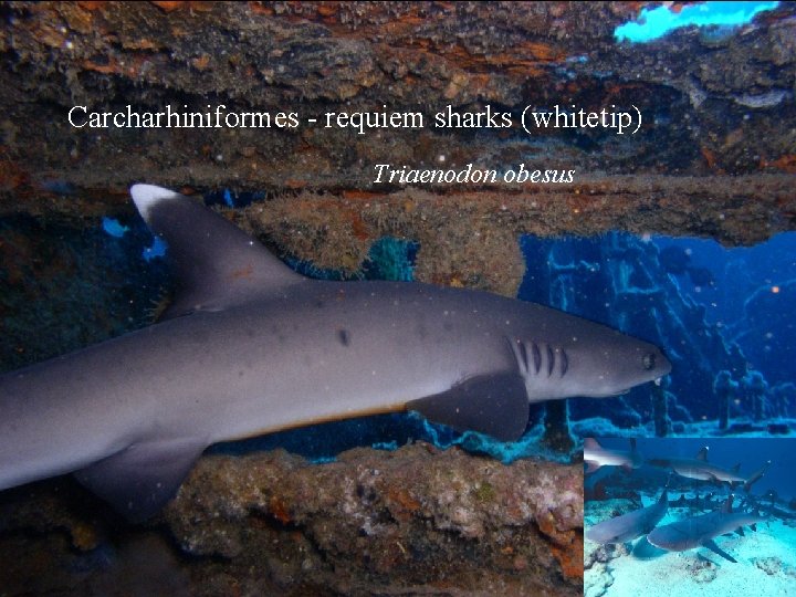 Carcharhiniformes - requiem sharks (whitetip) Triaenodon obesus 
