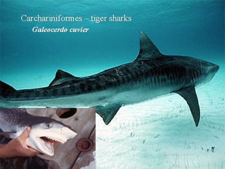 Carchariniformes – tiger sharks Galeocerdo cuvier 