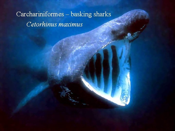 Carchariniformes – basking sharks Cetorhinus maximus 