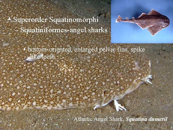 ©Superorder Squatinomorphi – Squatiniformes-angel sharks • bottom-oriented, enlarged pelvic fins, spike -like teeth Atlantic