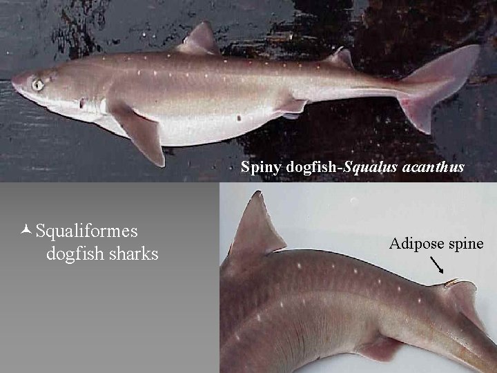 Spiny dogfish-Squalus acanthus ©Squaliformes dogfish sharks Adipose spine 