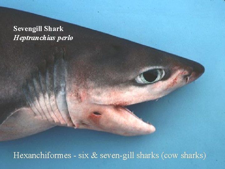 Sevengill Shark Heptranchias perlo Hexanchiformes - six & seven-gill sharks (cow sharks) 