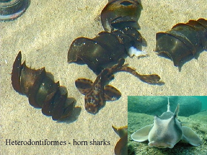 Heterodontiformes - horn sharks 