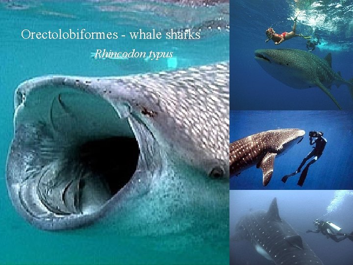 Orectolobiformes - whale sharks Rhincodon typus 