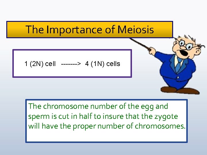 The Importance of Meiosis 1 (2 N) cell -------> 4 (1 N) cells The