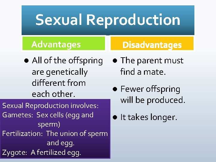 Sexual Reproduction Advantages l All of the offspring l The parent must are genetically