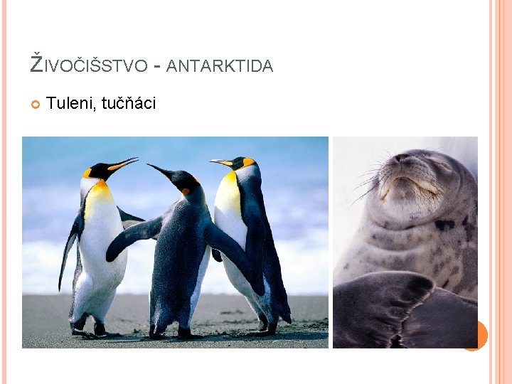 ŽIVOČIŠSTVO - ANTARKTIDA Tuleni, tučňáci 