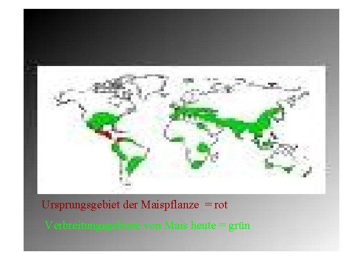 Ursprungsgebiet der Maispflanze = rot Verbreitungsgebiete von Mais heute = grün 