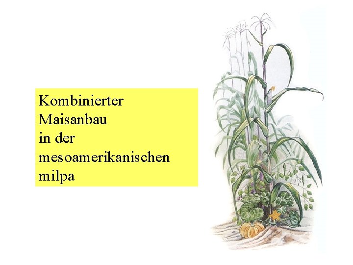 Kombinierter Maisanbau in der mesoamerikanischen milpa 