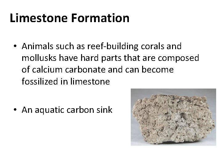 Limestone Formation • Animals such as reef-building corals and mollusks have hard parts that