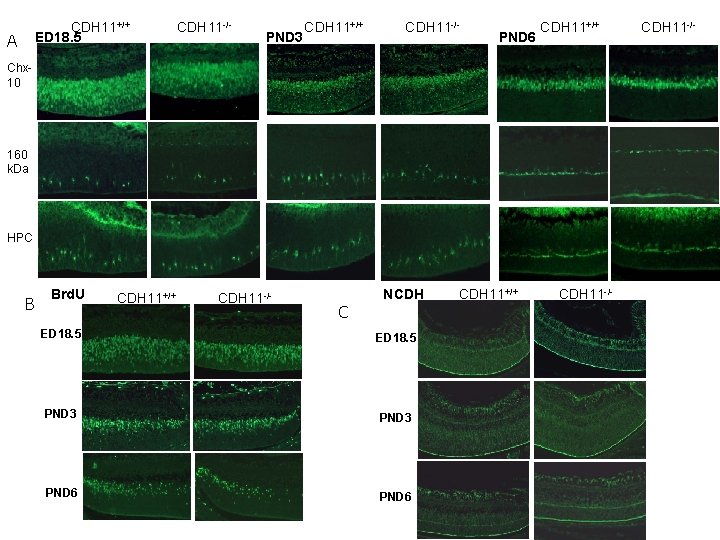 CDH 11+/+ ED 18. 5 A CDH 11 -/- PND 3 CDH 11+/+ CDH