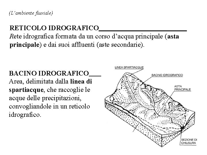 (L’ambiente fluviale) RETICOLO IDROGRAFICO Rete idrografica formata da un corso d’acqua principale (asta principale)