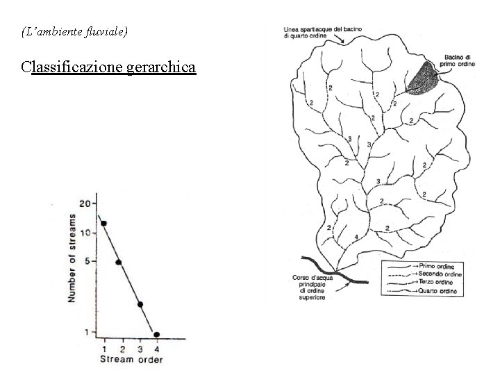 (L’ambiente fluviale) Classificazione gerarchica 
