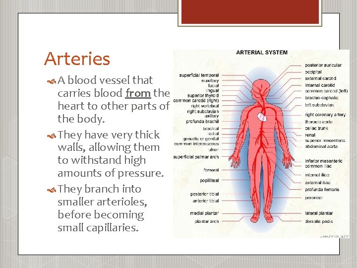 Arteries A blood vessel that carries blood from the heart to other parts of