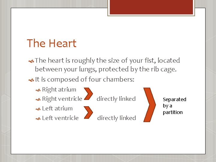 The Heart The heart is roughly the size of your fist, located between your