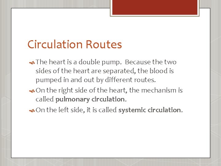 Circulation Routes The heart is a double pump. Because the two sides of the