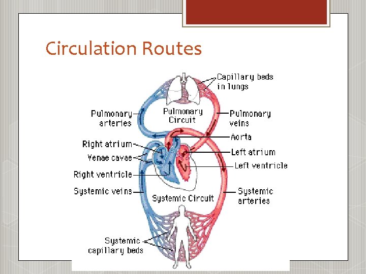 Circulation Routes 