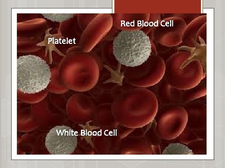 Red Blood Cell Platelet White Blood Cell 