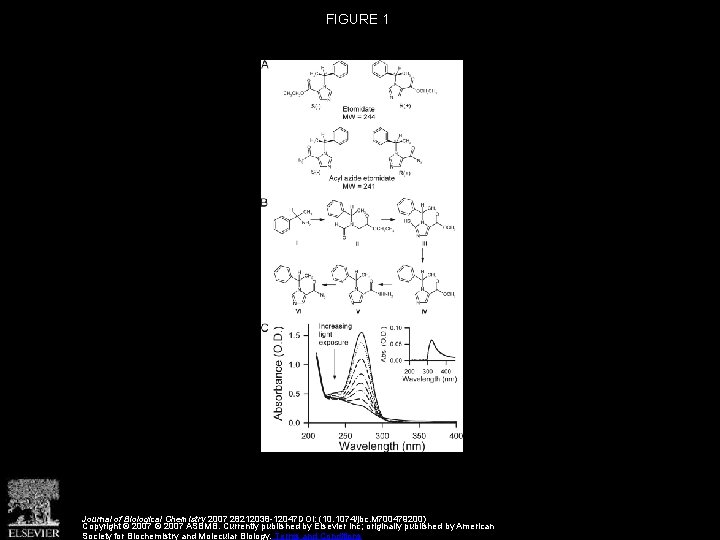 FIGURE 1 Journal of Biological Chemistry 2007 28212038 -12047 DOI: (10. 1074/jbc. M 700479200)