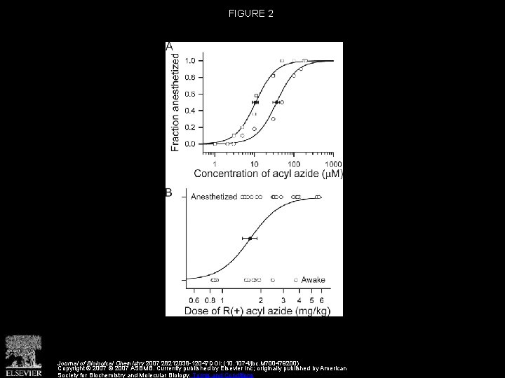 FIGURE 2 Journal of Biological Chemistry 2007 28212038 -12047 DOI: (10. 1074/jbc. M 700479200)