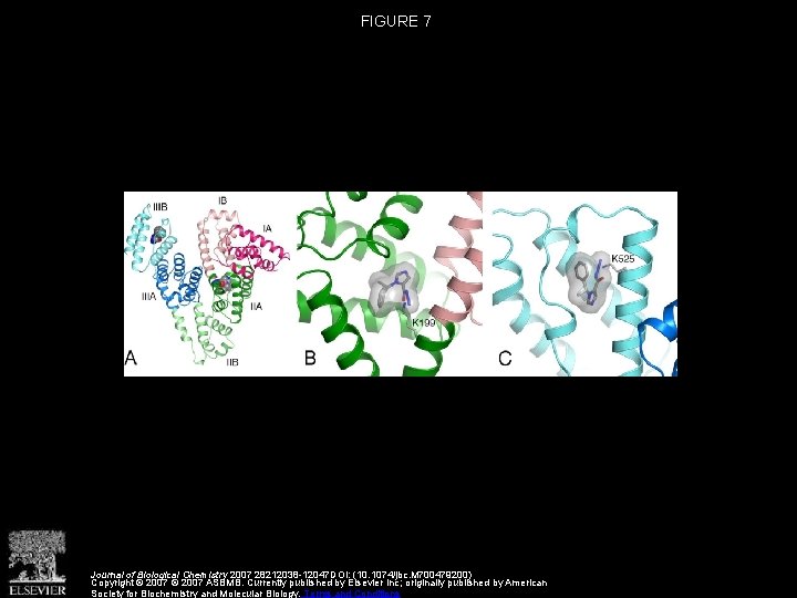 FIGURE 7 Journal of Biological Chemistry 2007 28212038 -12047 DOI: (10. 1074/jbc. M 700479200)