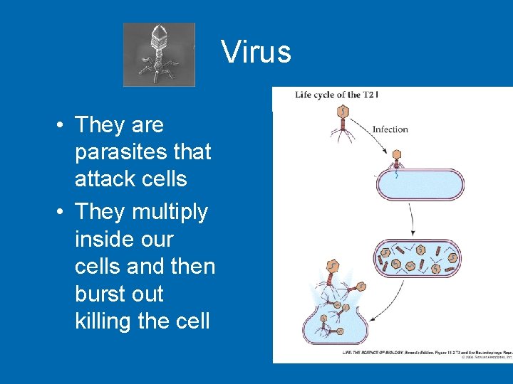 Virus • They are parasites that attack cells • They multiply inside our cells