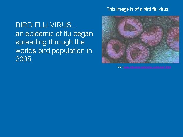 This image is of a bird flu virus BIRD FLU VIRUS… an epidemic of