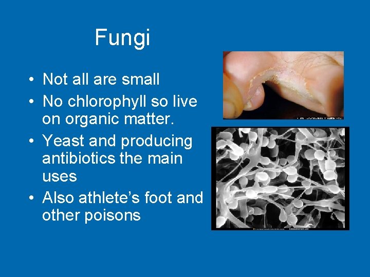 Fungi • Not all are small • No chlorophyll so live on organic matter.