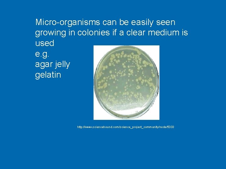 Micro-organisms can be easily seen growing in colonies if a clear medium is used