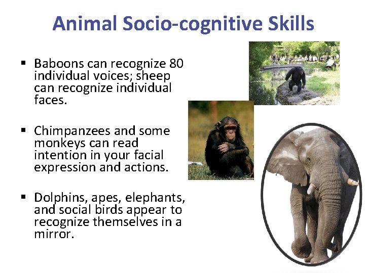Animal Socio-cognitive Skills § Baboons can recognize 80 individual voices; sheep can recognize individual