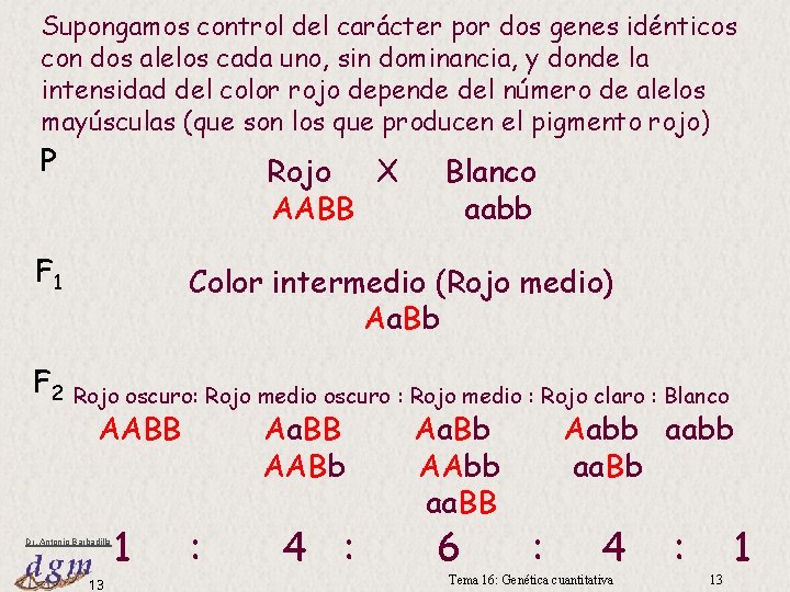 Supongamos control del carácter por dos genes idénticos con dos alelos cada uno, sin