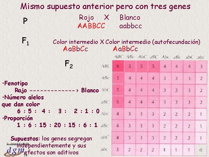 Mismo supuesto anterior pero con tres genes Rojo X AABBCC P F 1 Blanco