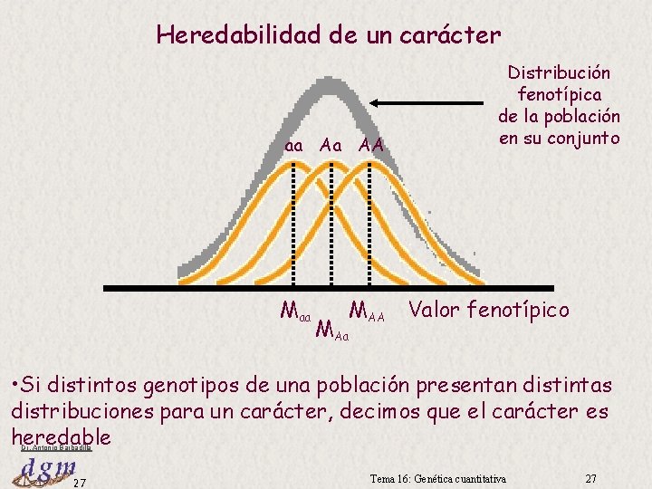 Heredabilidad de un carácter aa Aa AA Maa MAA Distribución fenotípica de la población