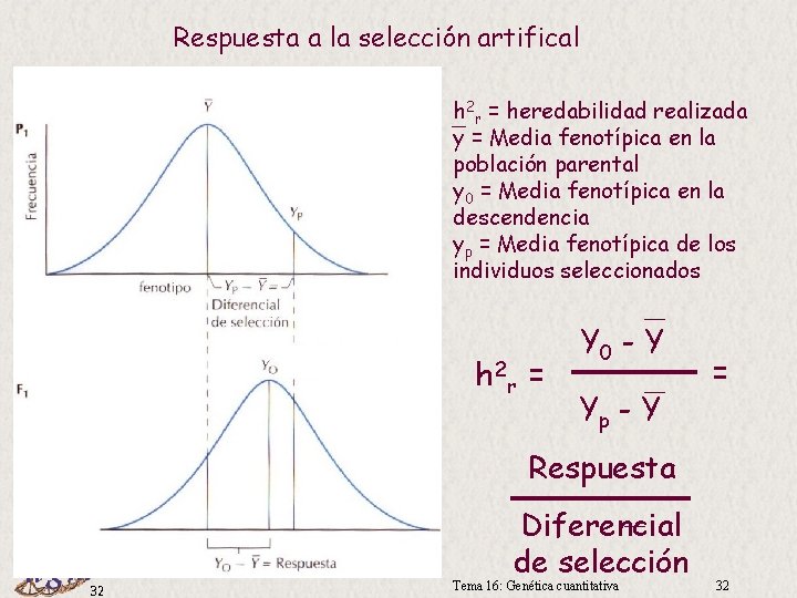 Respuesta a la selección artifical h 2 r = heredabilidad realizada y = Media