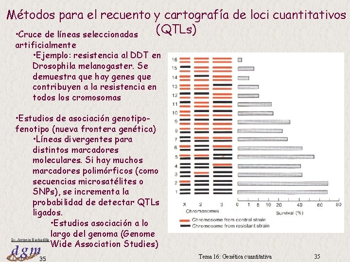 Métodos para el recuento y cartografía de loci cuantitativos (QTLs) • Cruce de líneas