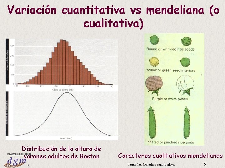 Variación cuantitativa vs mendeliana (o cualitativa) Distribución de la altura de varones adultos de