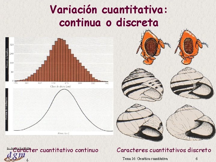 Variación cuantitativa: continua o discreta Carácter cuantitativo continuo Dr. Antonio Barbadilla 6 Caracteres cuantitativos