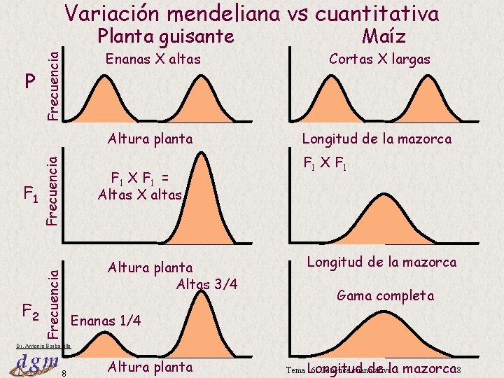 Variación mendeliana vs cuantitativa F 2 Frecuencia F 1 Maíz Enanas X altas Cortas